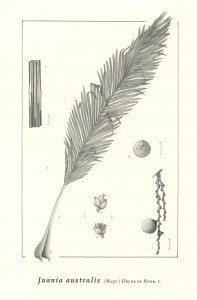 Flora endémica ilustrada del Archipiélago Juan Fernández