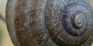 caracol